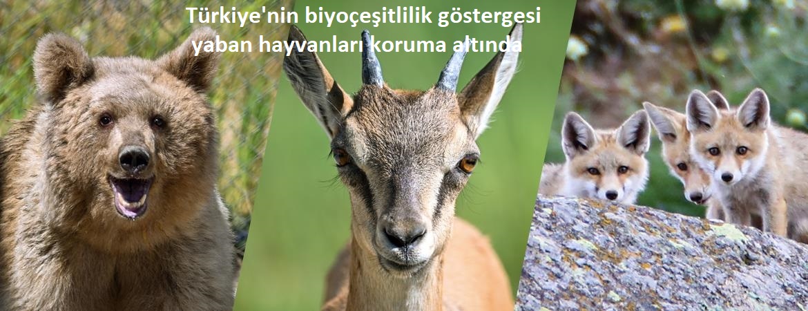 Türkiye'nin biyoçeşitlilik göstergesi yaban hayvanları koruma altında