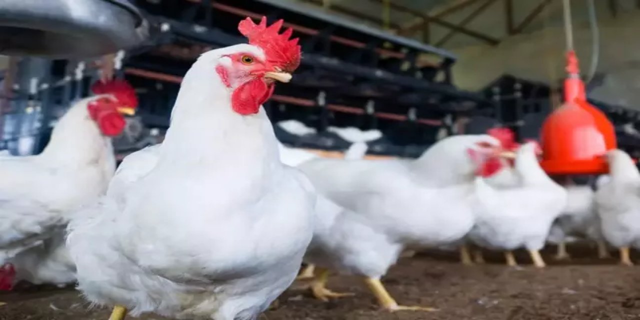 Türkiye'nin en büyük tavuk üreticisindeki ölümcül  bakteri