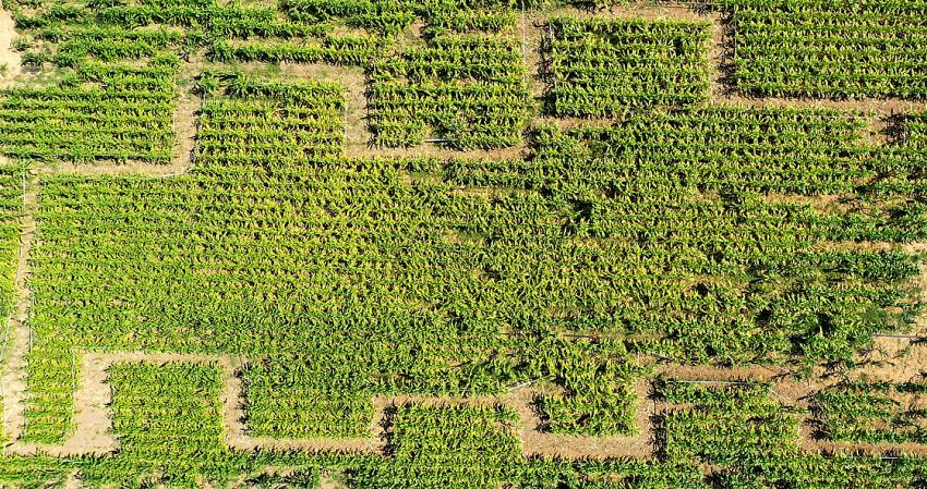 Türkiye'nin ilk 'mısır labirenti'