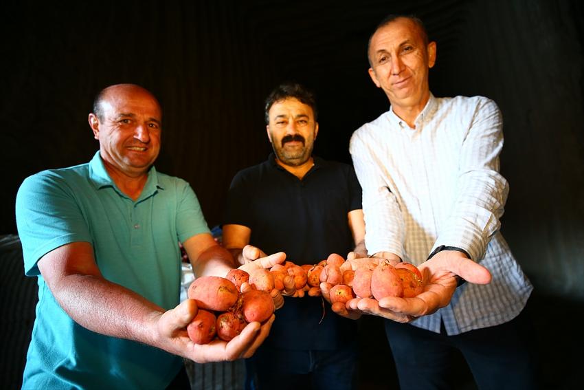 Türkiye'nin patates tohum ihtiyacının yarısından fazlası yerli tohumla karşılanıyor