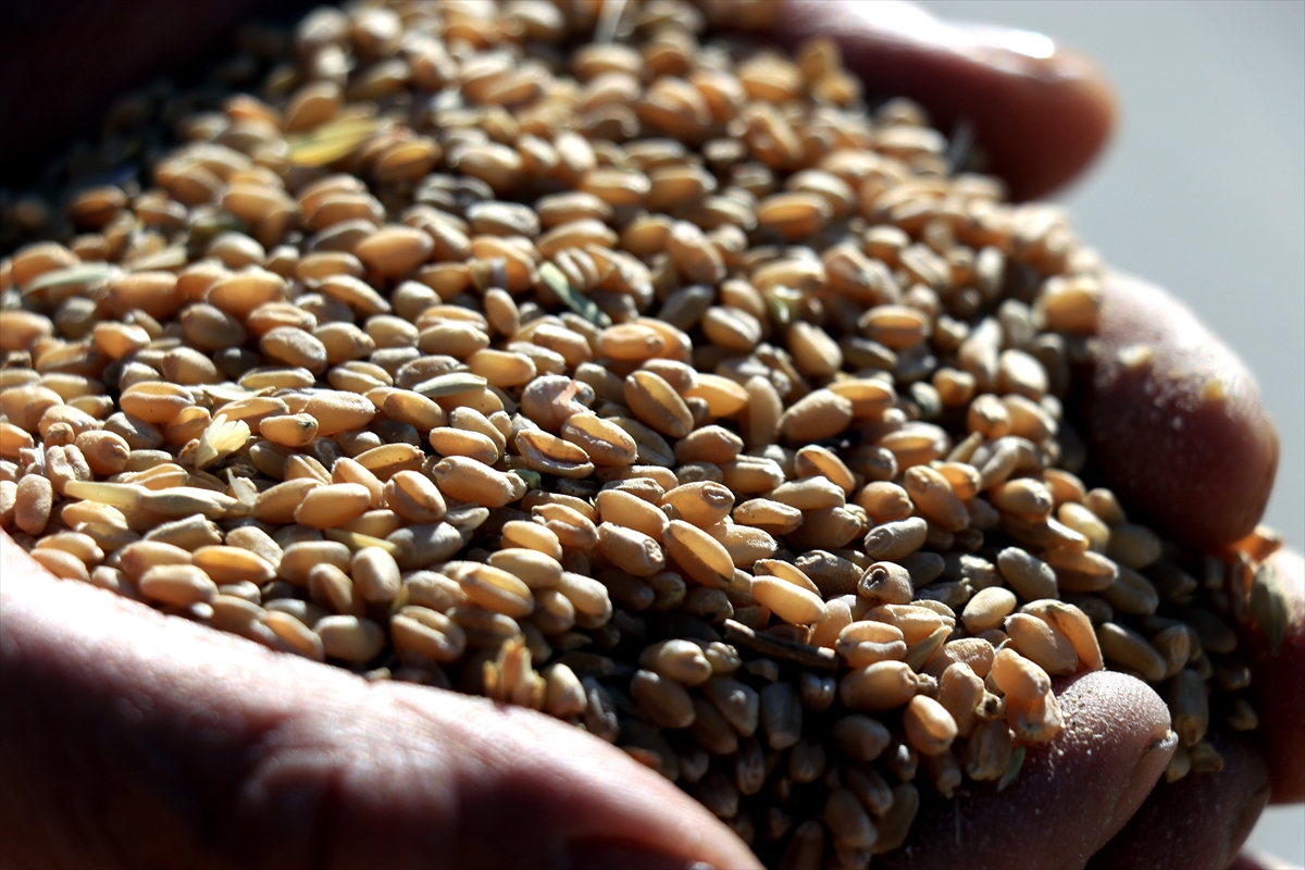 Türkiye'nin sertifikalı tohum üretimine Konya Ovası'ndan büyük katkı