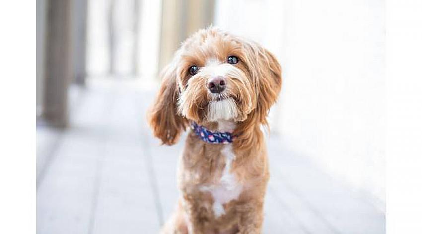 TÜRKİYE’NİN YÜZDE6’SI KÖPEK SAHİBİ