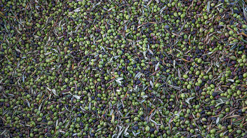 Türkiye sofralık zeytin üretiminde dünyada zirveye yerleşti