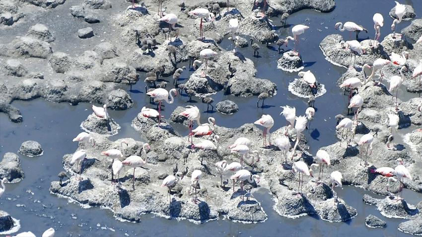 Tuz Gölü'nün misafir flamingoları, ilk kez yavruları ve yumurtalarıyla görüntülendi