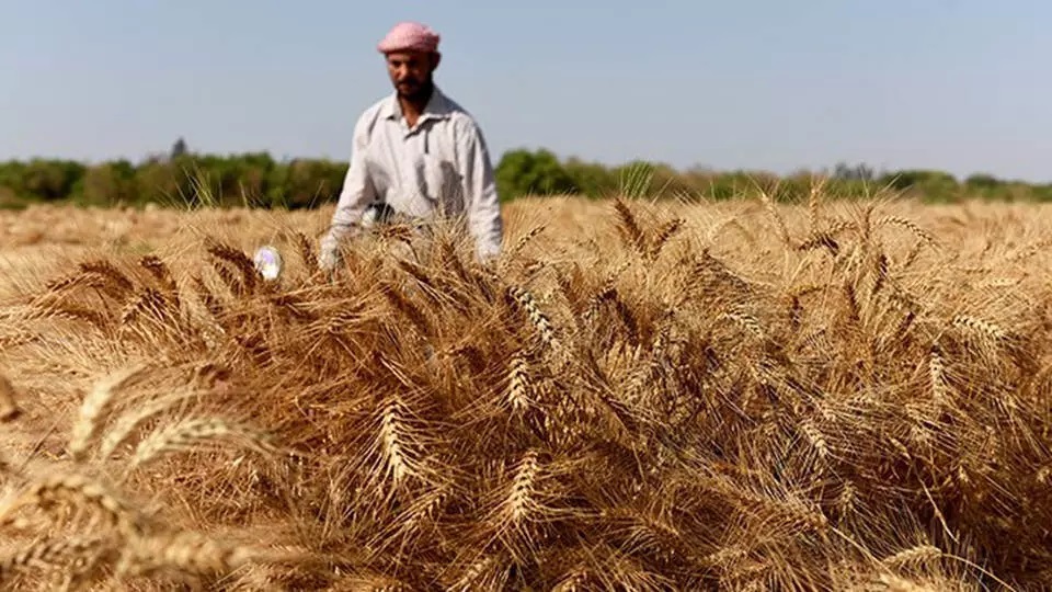 Üreticiler Buğdayda Arpada  tüccarın insafına kaldı