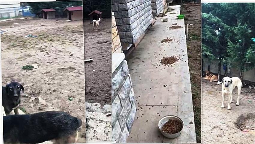 UYGUNSUZ ORTAMDA BULUNDURULAN 16 KÖPEK KORUMA ALTINA ALINDI