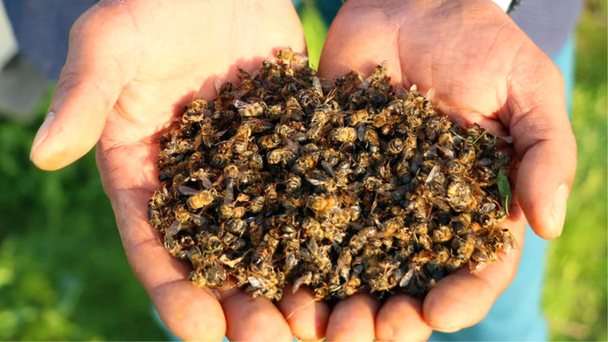 Uzmanından "arı ölümleri"ne ilişkin değerlendirme