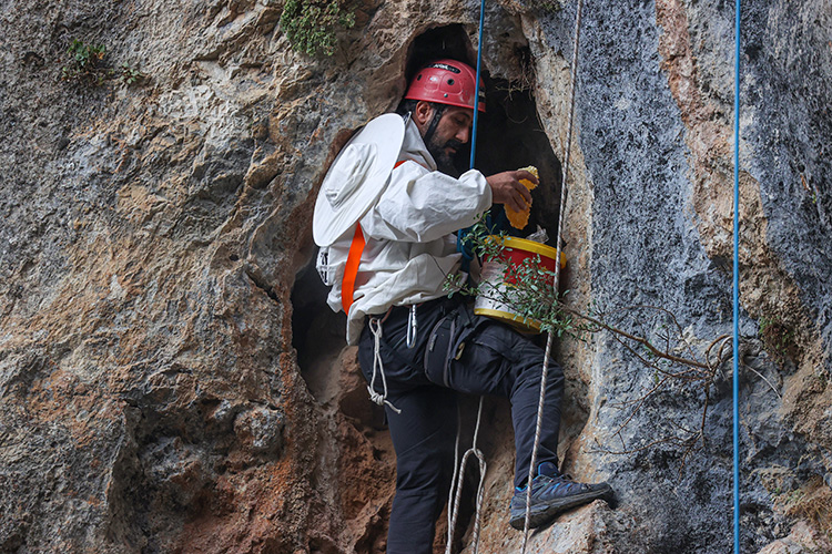 Van'da  Altın  kadar değerli Kaya  Balı  binbir güçlükle toplanıp satışa sunuluyor.