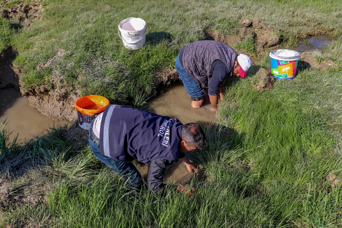 Van'da Kovalarla “inci kefali” seferberliği