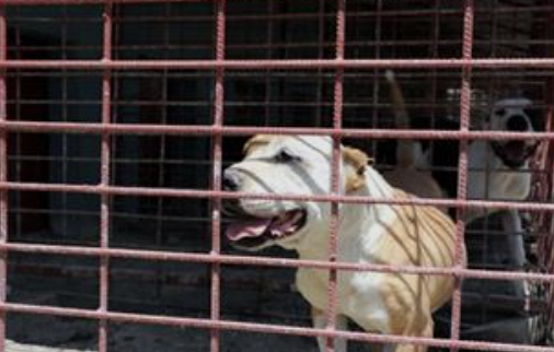 Van'da Yasaklı Köpek Irkları için Barınakta Yeni Bir Hayat