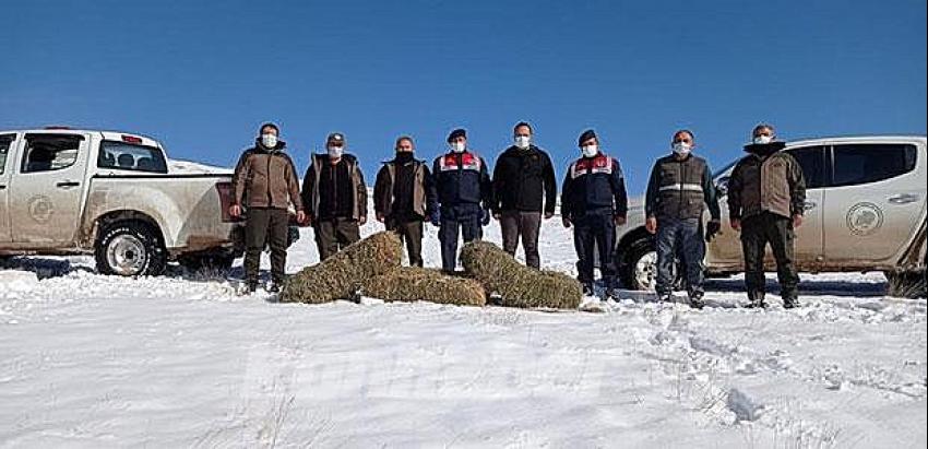 Yaban koyunlarına yem bırakıldı