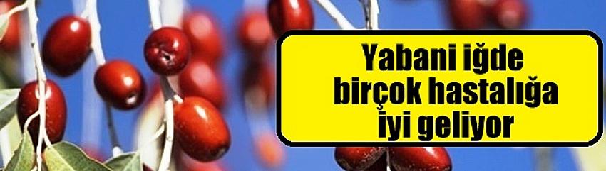 Yabani iğde birçok hastalığa iyi geliyor