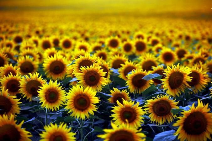 Yağlı tohumlu bitki üretimine hibe desteği