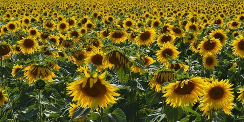 Yağlık ayçiçeği tohumu ithalatında gümrük vergisi sıfırlandı