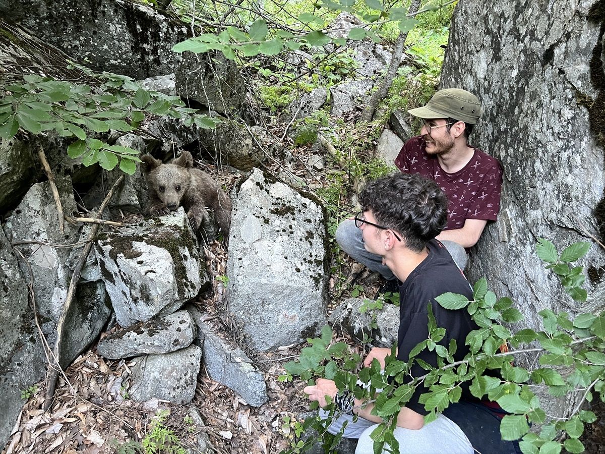 Yaralı Ayı Yavrusu Domaniç'te Tedavi Altına Alındı