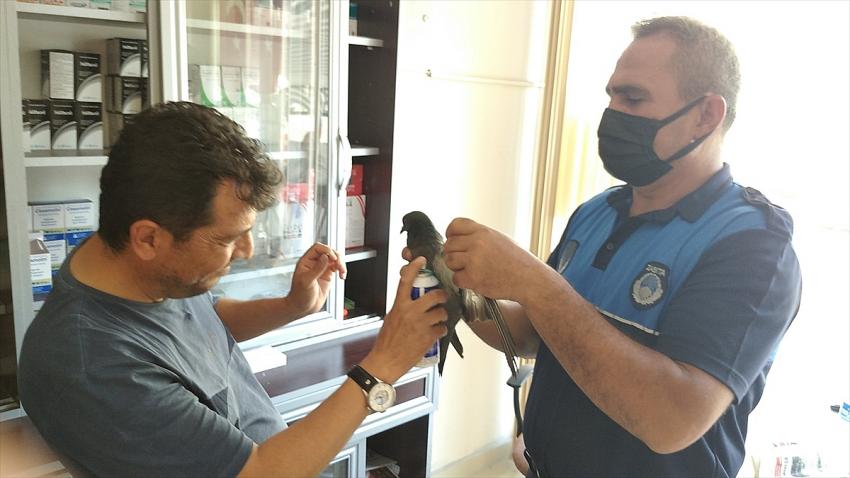  Yaralı güvercinler tedavi edildi