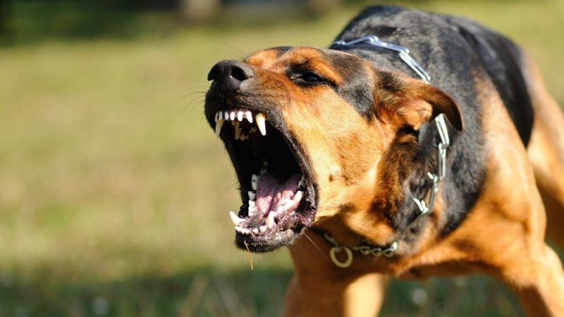 Yargıtay'dan köpek saldırılarıyla ilgili emsal karar