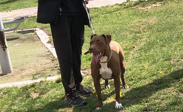 YASAK IRK KÖPEĞİ AĞIZLIKSIZ GEZDİRİRKEN POLİSE YAKALANDI