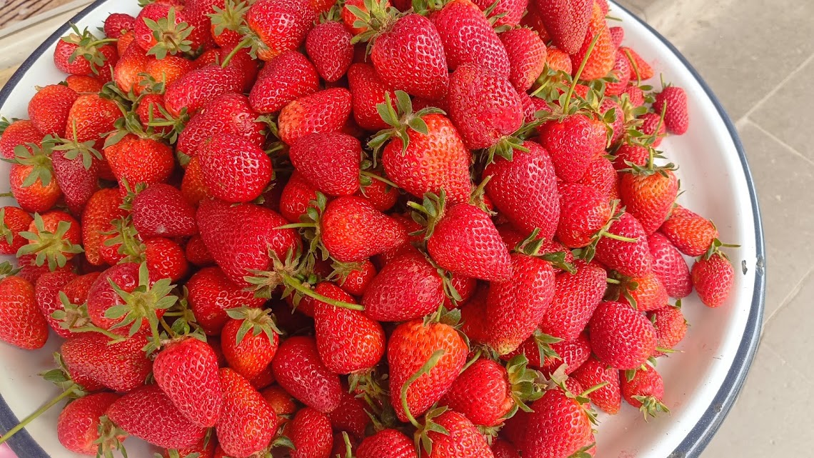 YENİ ÜRÜN SEYDİŞEHİR ÇİLEĞİ GÖRÜCÜYE ÇIKTI