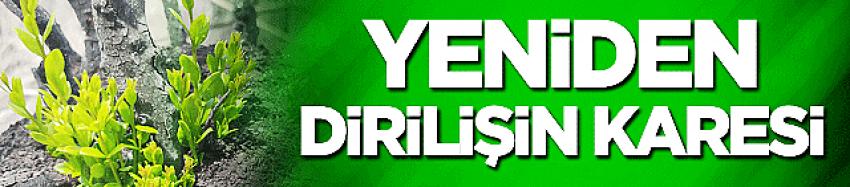 Yeniden dirilişin karesi