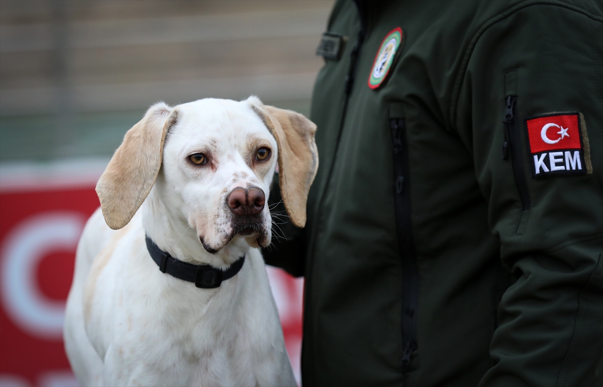 Yerli ırk av köpekleri ilk defa "dedektör köpek" olarak kullanılacak