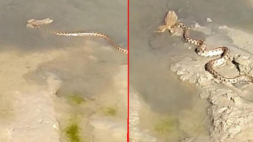 Yılanın kurbağa ile imtihanı!