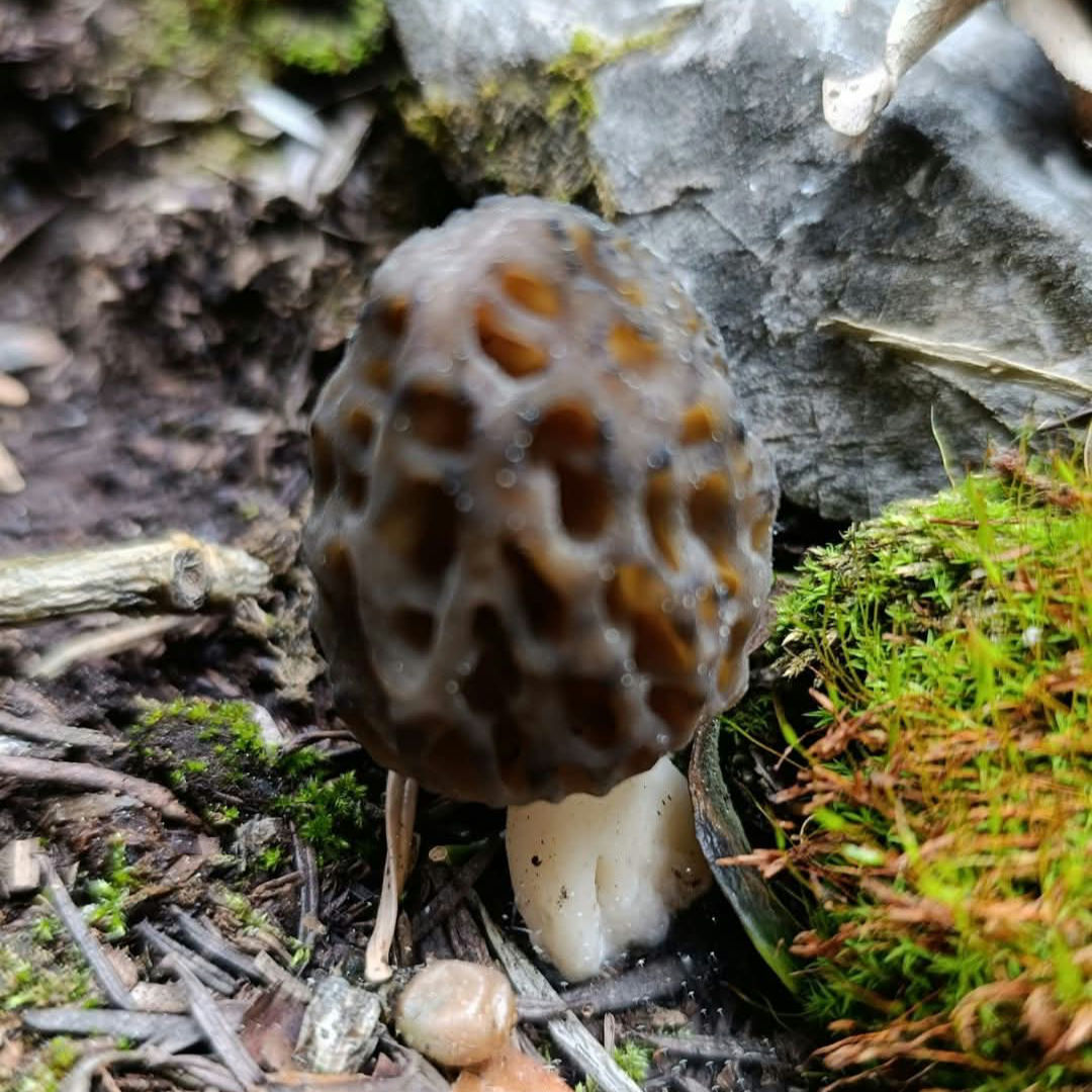 Konya  Bölgesinde  Kuzu Göbeği Mantarı için saha araştırması  - Görsel 1