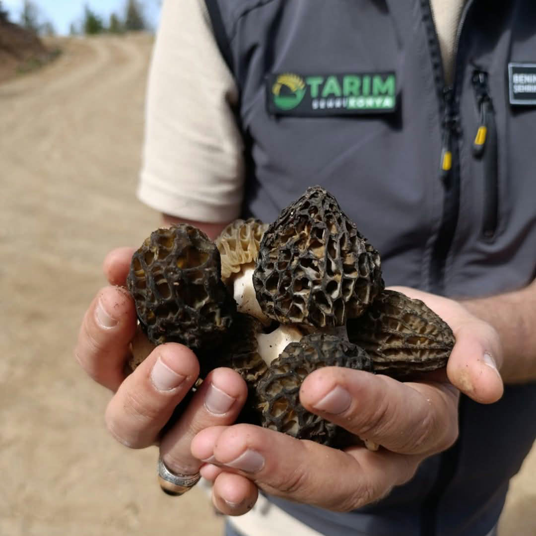 Konya  Bölgesinde  Kuzu Göbeği Mantarı için saha araştırması  - Görsel 2