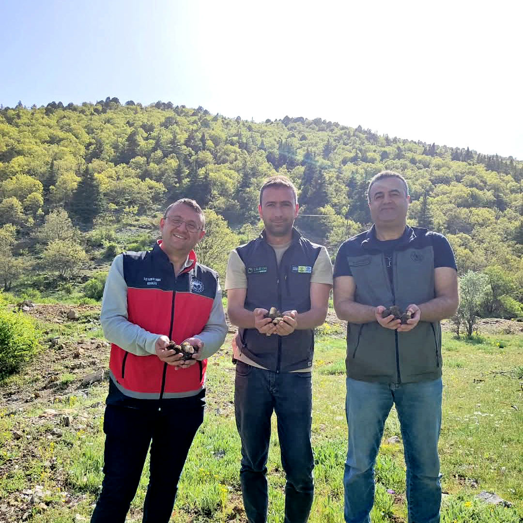 Konya  Bölgesinde  Kuzu Göbeği Mantarı için saha araştırması  - Görsel 3