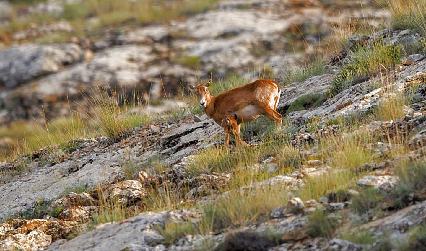 Anadolu Yaban Koyunları Yavrulamaya Başladı - Görsel 1