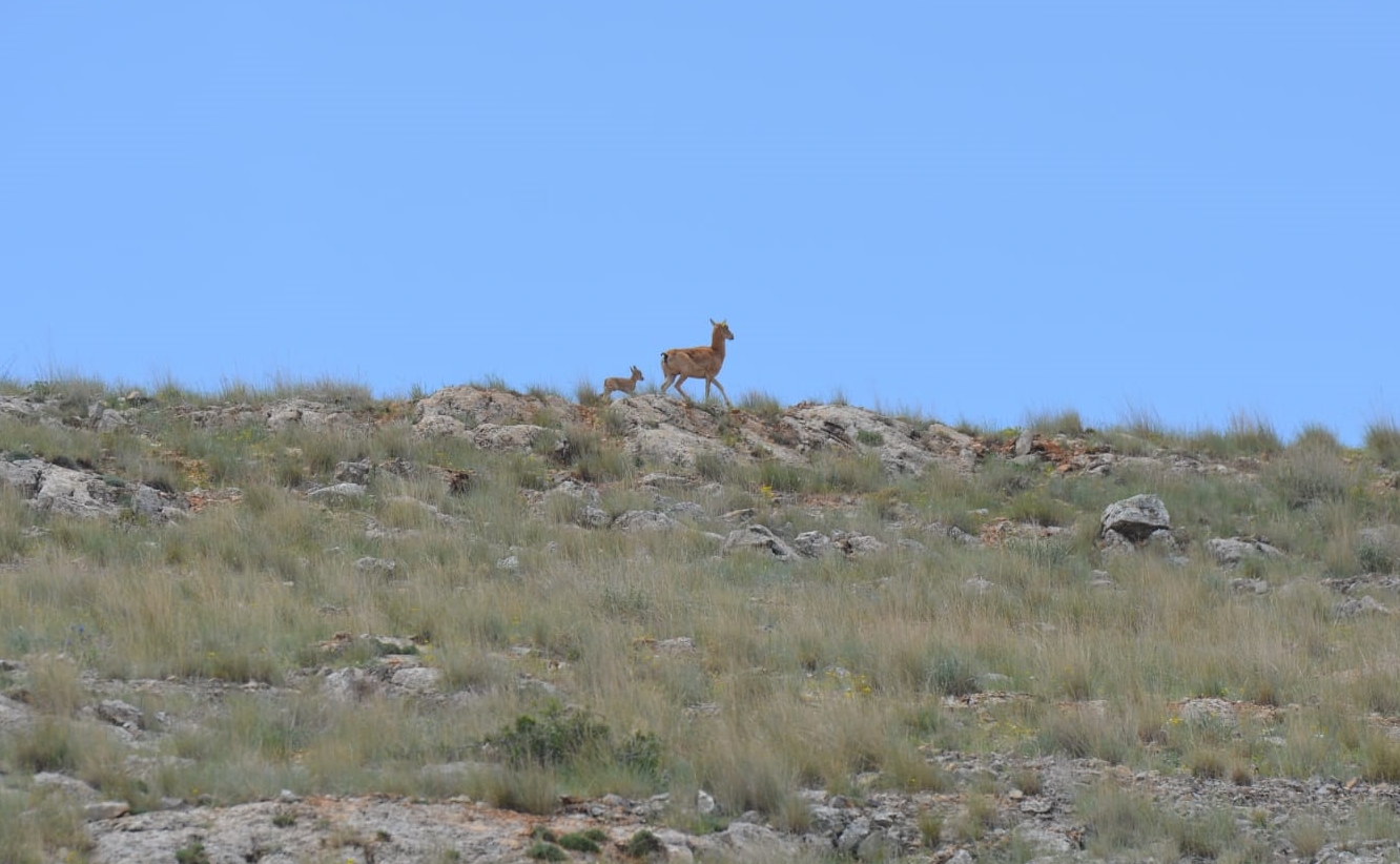 Anadolu Yaban Koyunları Yavrulamaya Başladı - Görsel 2