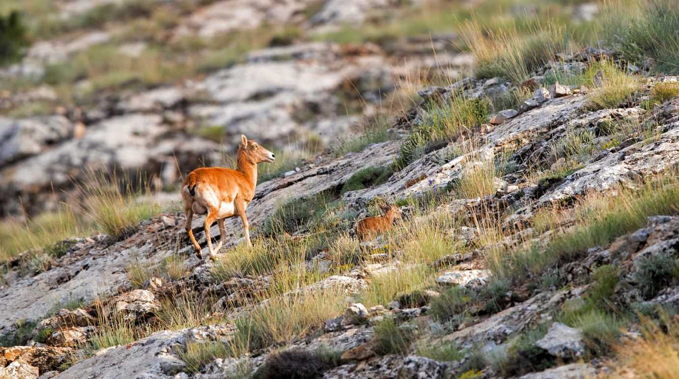Anadolu Yaban Koyunları Yavrulamaya Başladı - Görsel 3