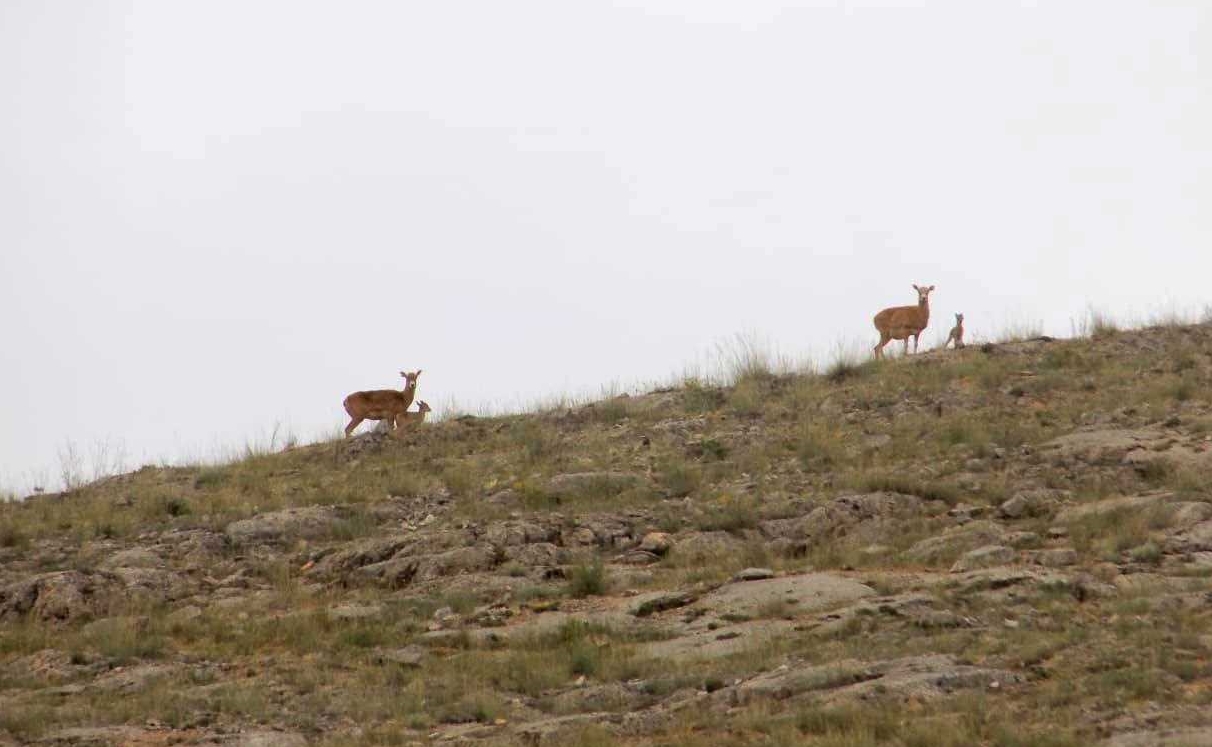 Anadolu Yaban Koyunları Yavrulamaya Başladı - Görsel 4