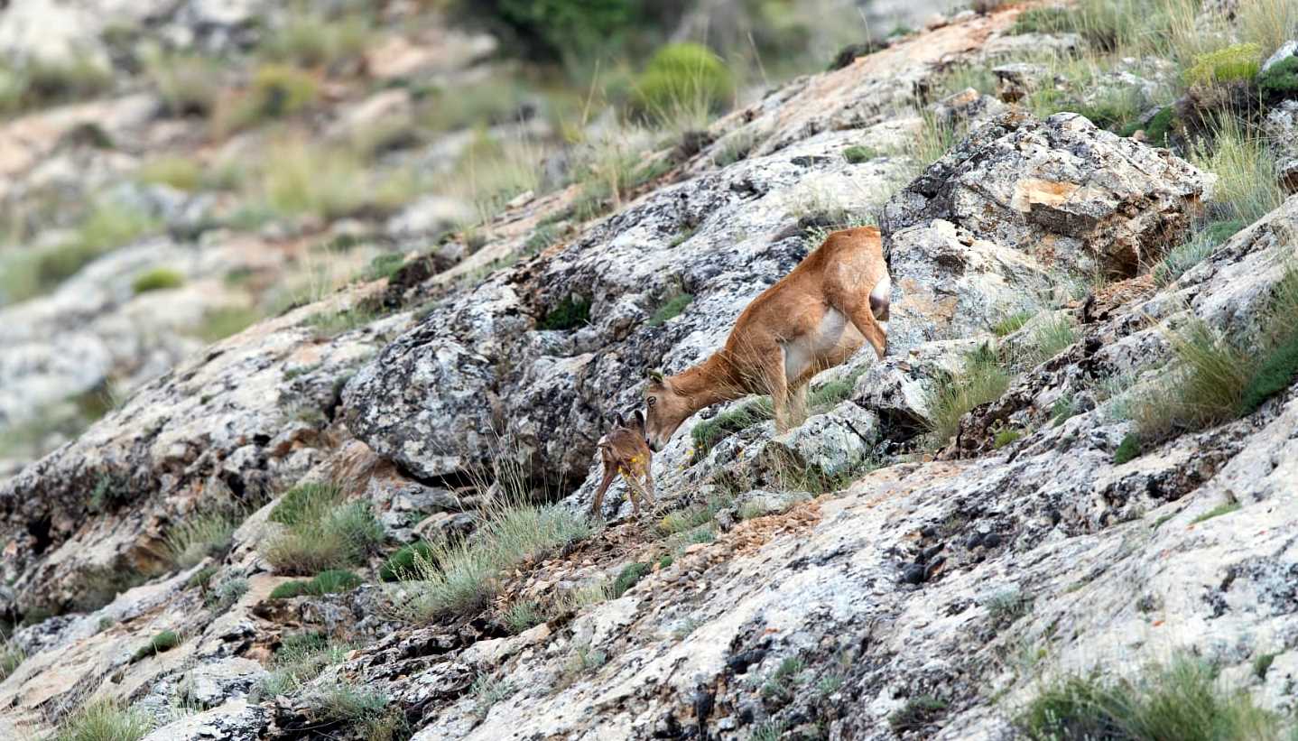 Anadolu Yaban Koyunları Yavrulamaya Başladı - Görsel 5