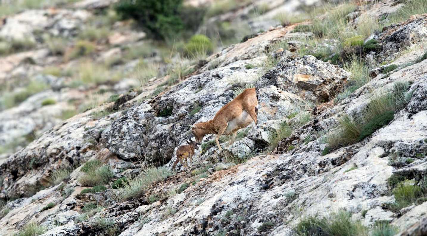 Anadolu Yaban Koyunları Yavrulamaya Başladı - Görsel 6
