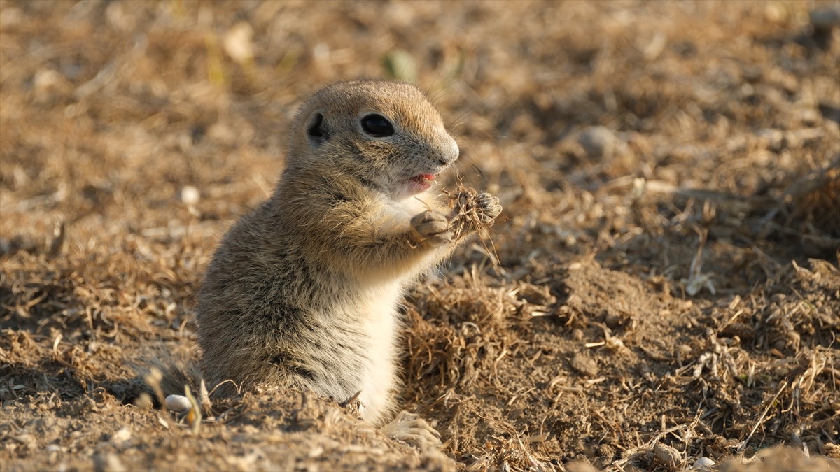 KARAMAN - Anadolu toprak sincabı görüntülendi - Görsel 3