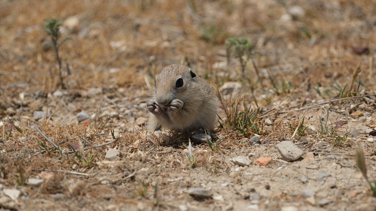 KARAMAN - Anadolu toprak sincabı görüntülendi - Görsel 5