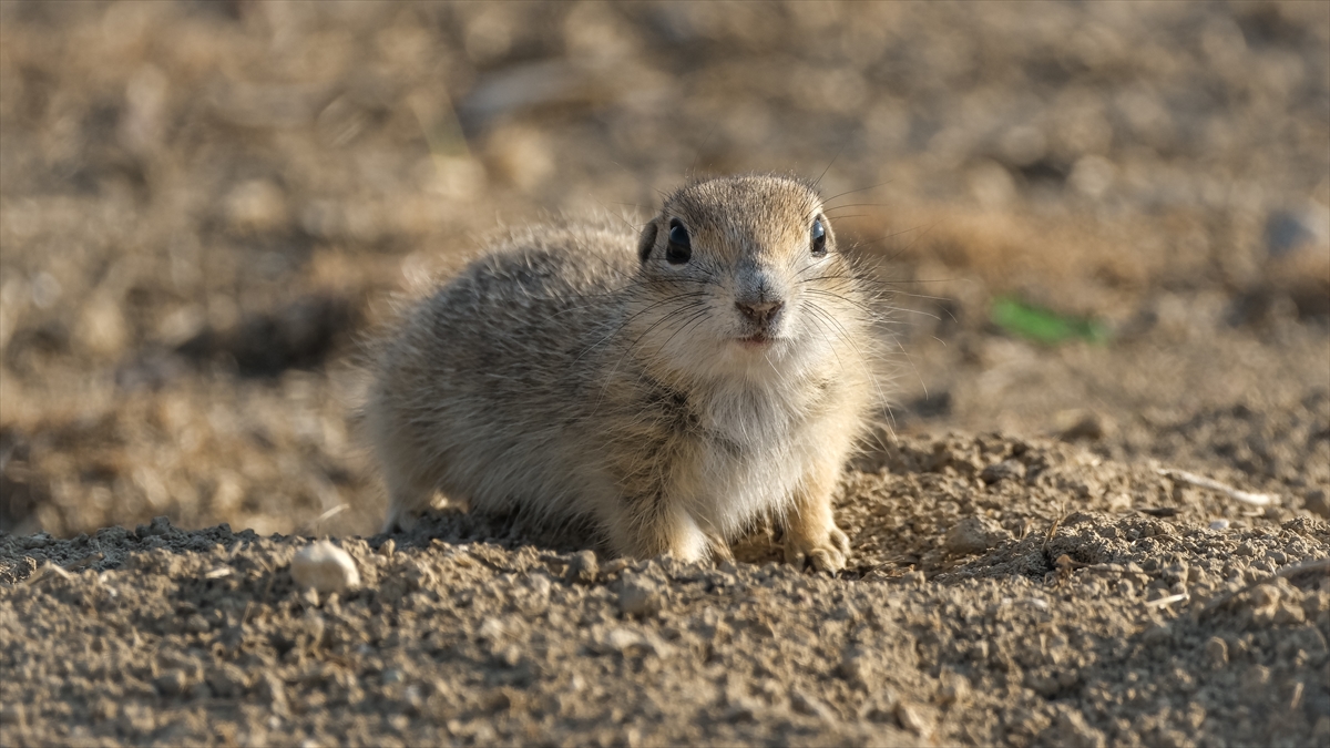 KARAMAN - Anadolu toprak sincabı görüntülendi - Görsel 7