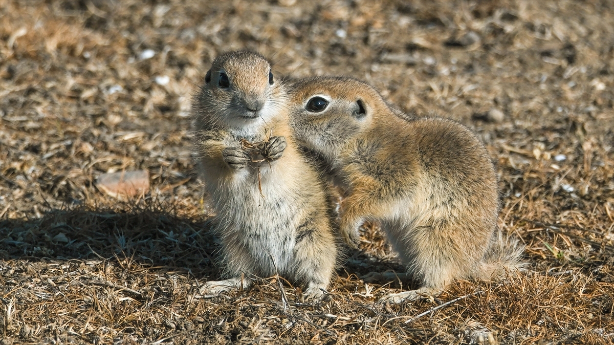 KARAMAN - Anadolu toprak sincabı görüntülendi - Görsel 10