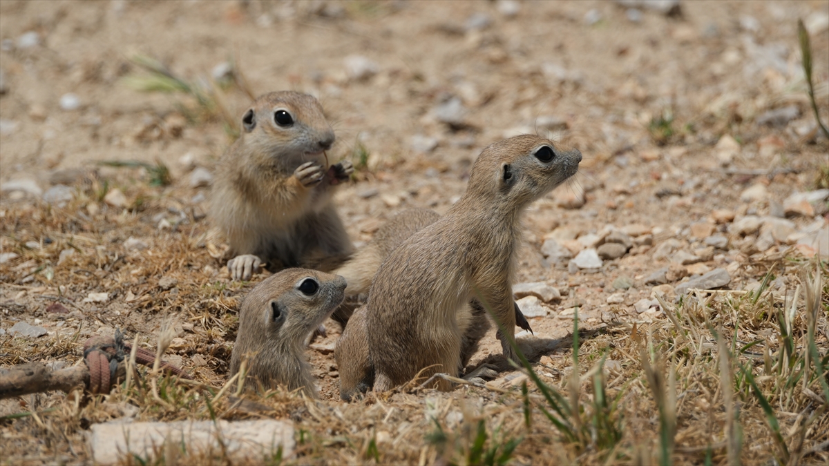 KARAMAN - Anadolu toprak sincabı görüntülendi - Görsel 11