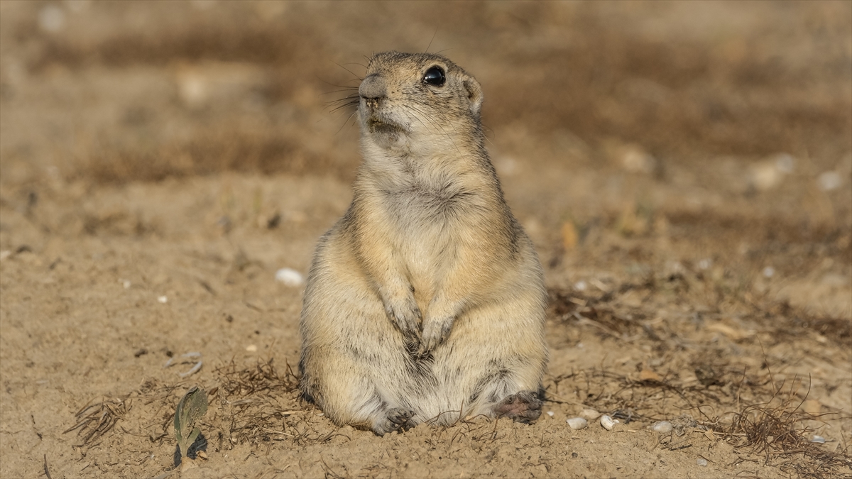 KARAMAN - Anadolu toprak sincabı görüntülendi - Görsel 12