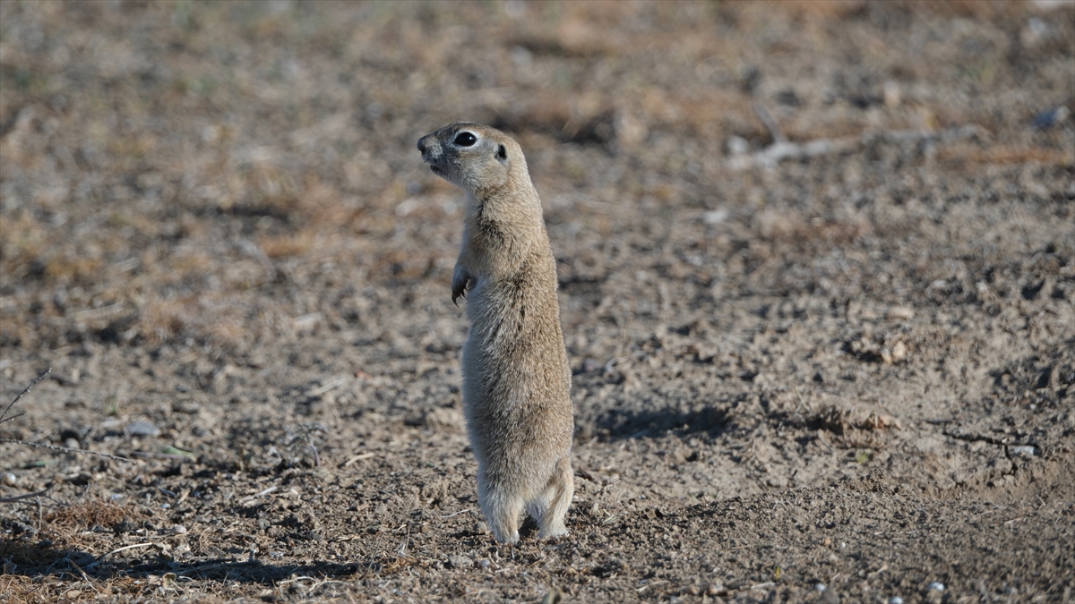 KARAMAN - Anadolu toprak sincabı görüntülendi - Görsel 13