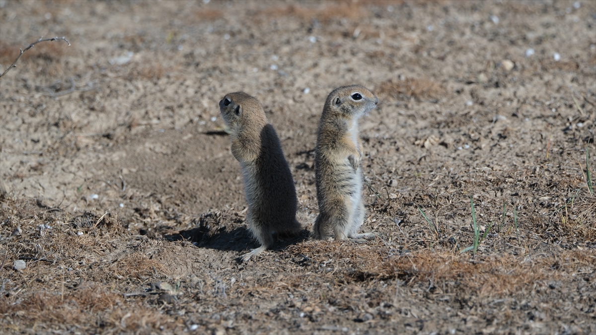 KARAMAN - Anadolu toprak sincabı görüntülendi - Görsel 16