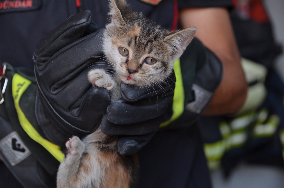 Arabada sıkışan kediyi kurtaran itfaiye memuru ve araç sahibi o anları anlattı - Görsel 5
