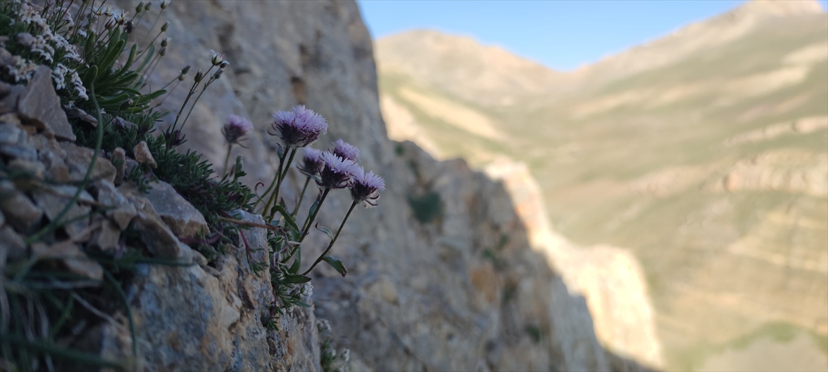 Jandarma ekipleri endemik bitkilerin korunması için görevde - Görsel 2