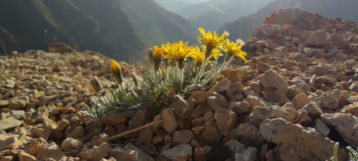 Jandarma ekipleri endemik bitkilerin korunması için görevde - Görsel 3