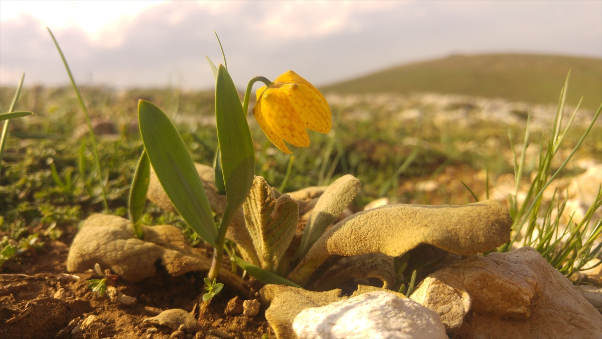 Jandarma ekipleri endemik bitkilerin korunması için görevde - Görsel 4