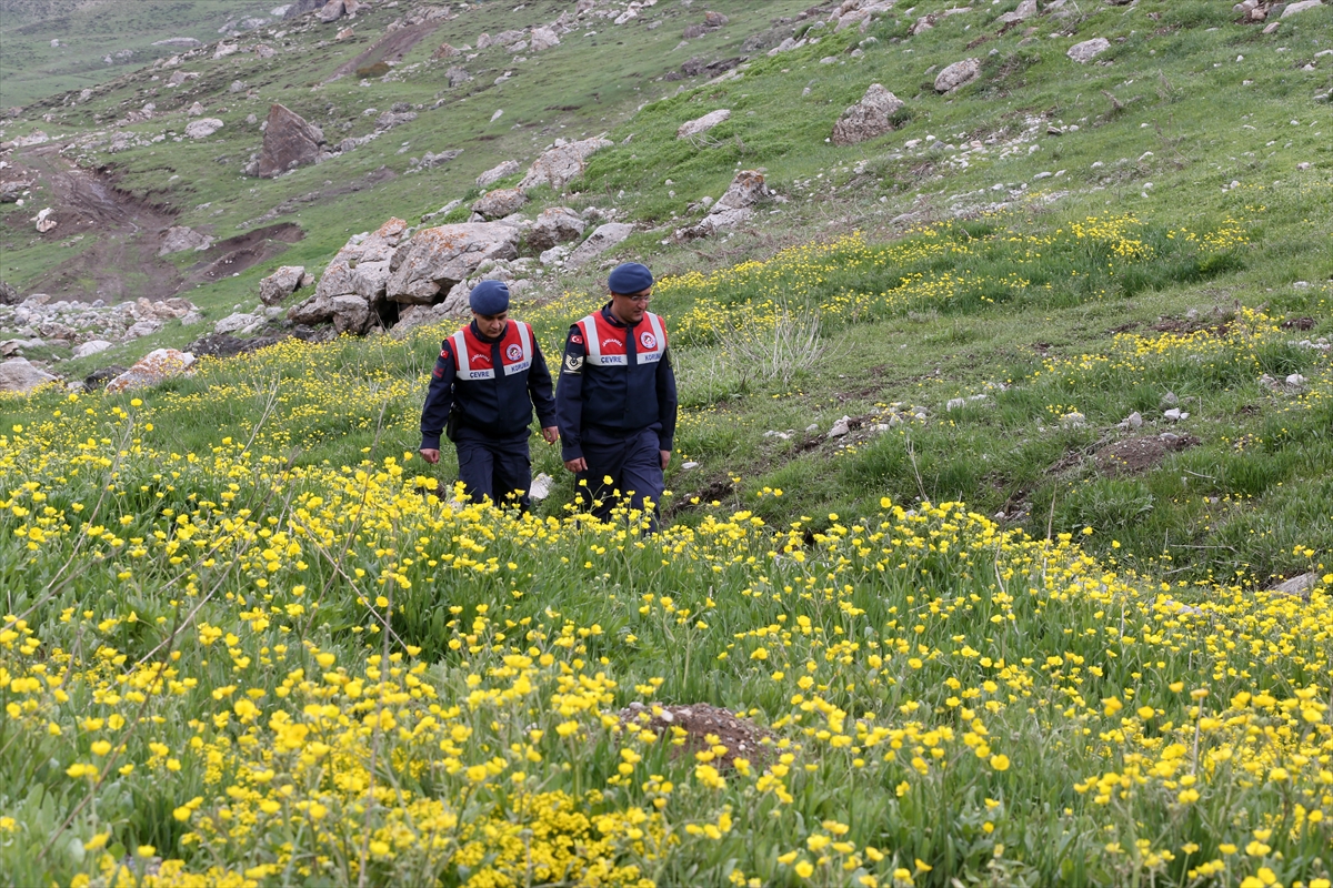 Jandarma ekipleri endemik bitkilerin korunması için görevde - Görsel 5