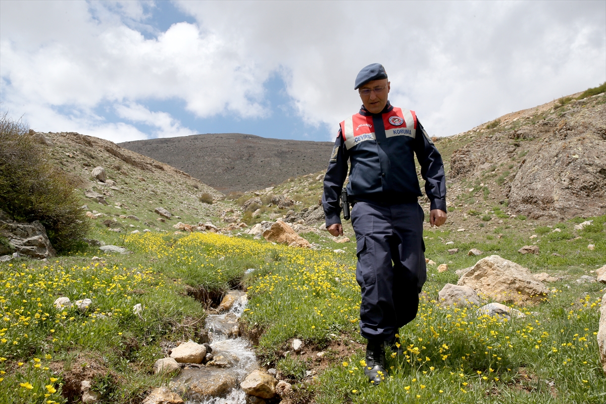 Jandarma ekipleri endemik bitkilerin korunması için görevde - Görsel 9
