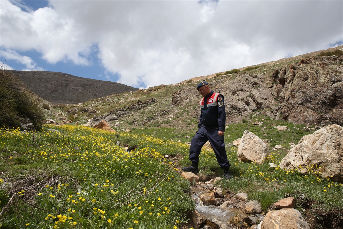 Jandarma ekipleri endemik bitkilerin korunması için görevde - Görsel 10